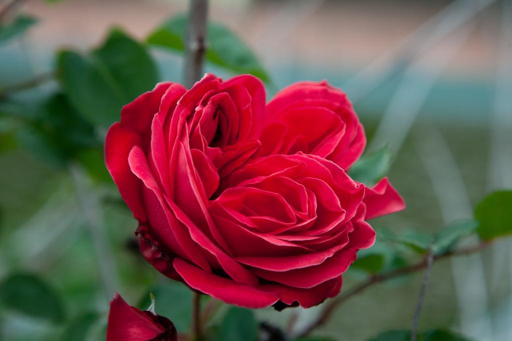 فيلا رانداتسوفي L'Antica Vigna المظهر الخارجي الصورة